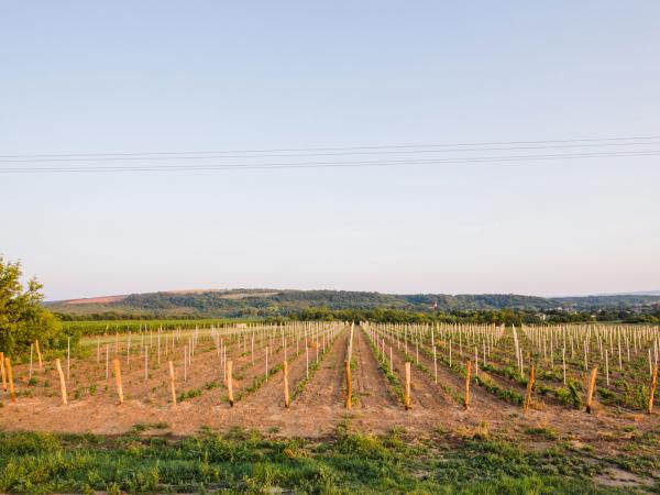 Vineyards