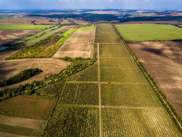 Vineyards