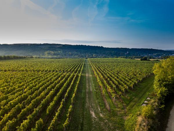 Vineyards